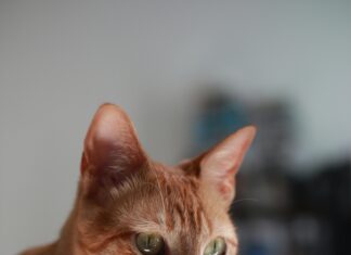 Comodo SSL Neden Popülerdir? Güvenlikte En İyi Seçenek!