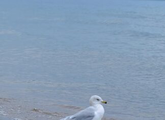 GoDaddy SSL Sertifikası Avantajları Nelerdir? Güvenliğin Sırları!