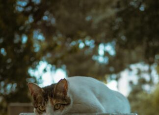 IIS’de SSL Kurulumu Nasıl Yapılır? Kesin ve Pratik Rehber