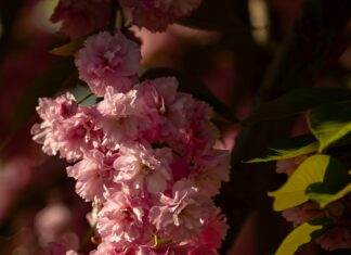 Cloudflare SSL Dezavantajı Var Mı? Şaşırtan Gerçekler Açıklıyor