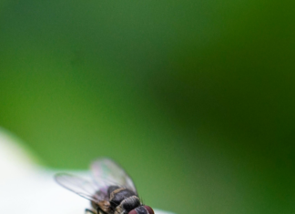 Lokal Ağda SSL Kurulabilir Mi? Güvenliğinizi Artırmanın Yolu