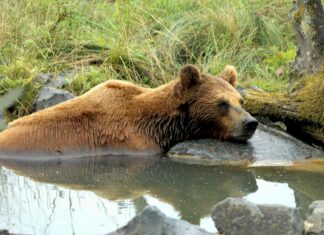Hangi Domain Uzantıları SSL Alabilir? Güvenlik ve Seçenekler!