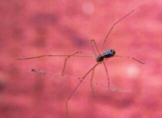 SSL’in SEO’ya Etkisi Nedir? Web Sitenizi Zirveye Taşıyan Sır!