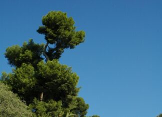 SSL Signature Algorithm Nedir? Güvenliğin Sırlarını Keşfedin!