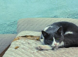 Subdomain’ler İçin Wildcard SSL Yeterli Midir? Merak Edilenler!